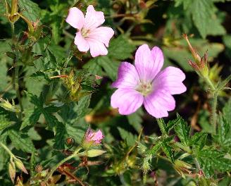 Geranium-x-oxonianum-A-T-Johnson-pale-pink-flowers
