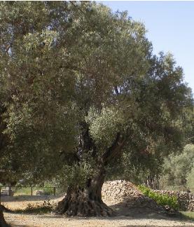 Griekse-oude-olijfboom