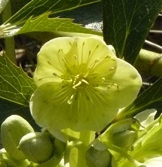 Helleborus-argutifolius- closeup-picture- flower