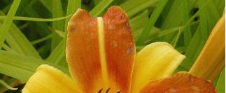 Hemerocallis-Frans-Hals-closeup-foto- yellow-and-orange-flowers-daglelie