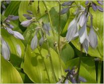 Hosta 'Sum and Substance' bloei in volle zon