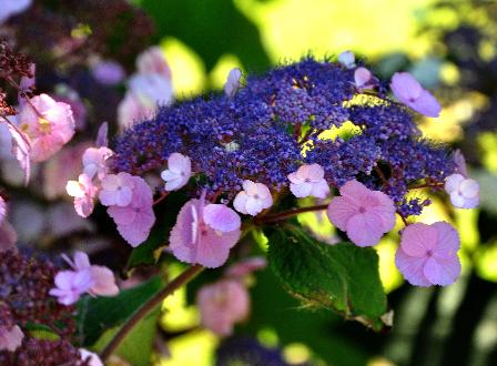 Hydrangea-aspera-Anthony-Bullivant- nice flower closeup