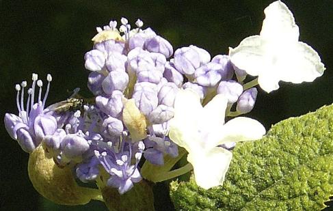 Hydrangea-involucrata-ontluiking-bloem- closeup