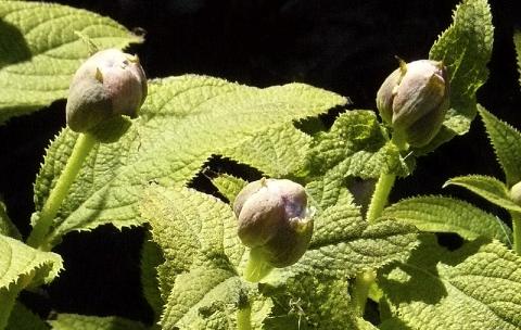 Hydrangea-involucrata-pioenachtige-bloemknoppen