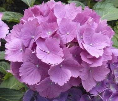 Hydrangea-macrophylla-Ursulla-violet-colours
