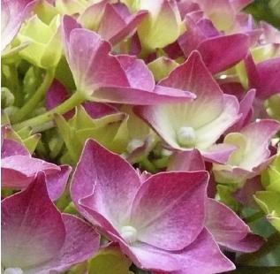 Hydrangea-macrophylla-closeup-schone-bautznerin-closeup-juin-juni