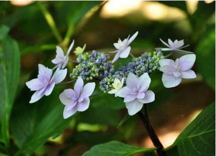 Hydrangea-macrophylla-Izu-Nr11-VN-Shamrock-collection-closeup-picture