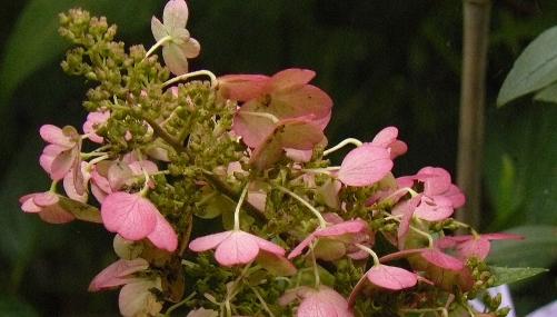 Hydrangea-paniculata-Pinky-Winky-foto-herfstkleuren-Hydrangea-paniculata-Pinky-Winky- foto-herfstkleuren-autumn-colours