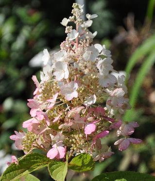 Hydrangea-paniculata-PINKY-WINKY-early -autumn-flowers