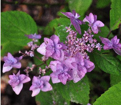 Hydrangea-serrata-Miyama-Aye-Murasaki-bloemen-juli-vnn