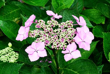 Hydrangea-Tokyo-Delight-pinkflowers