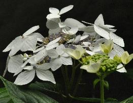 Hydrangea macrophylla 'Cassiopée' - syn. Tambour Major 4- Corine Mallet 1993.jpg