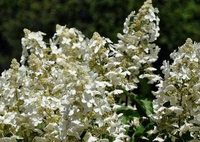 Hydrangea paniculata 'White Lady'2vn