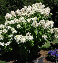 Hydrangea paniculata 'Mid late summer'