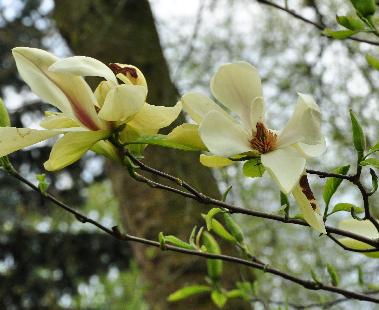 Magnolia-'Banana-Split'-flowers closeup picture