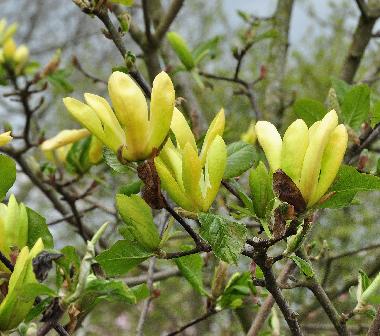 Magnolia-sunburst-closeup-flowers-vnn