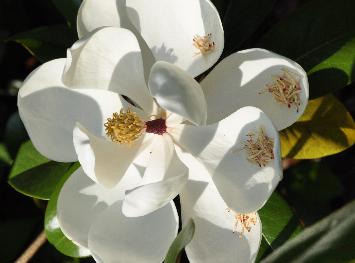 Magnolia grandiflora 'Gallissonnière' VN bloem