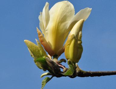Magnolia 'Legend' (M.acuminata x M.acuminata ssp subcordata)