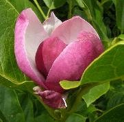 magnoliasoulangeanacloseupbloem