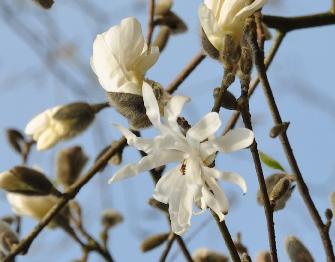 MagnoliastellataRoyalStarVN