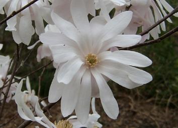 MagnoliastellataWaterlily