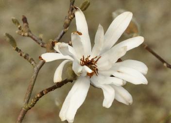 MagnoliastellataKikuzaki
