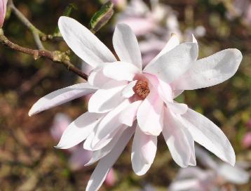 Magnolia stellata 'Keiskei Plena' 