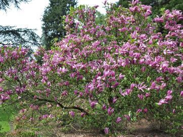 Magnolia 'SUSAN' habitus , totaalbeeld