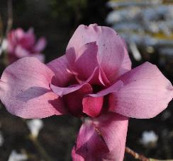 Magnolia 'Vulcan' closup rozerode bloemen