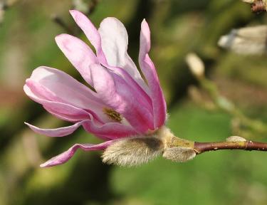 Magnolia x loebneri 'Grayswood' ; bloeit met witte bloemen uit roze rode bloemknoppen
