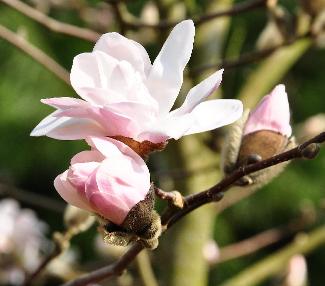 Magnolia x loebneri 'Lesley Jane' ; zaailing van M. loebneri 'Leonard Messel