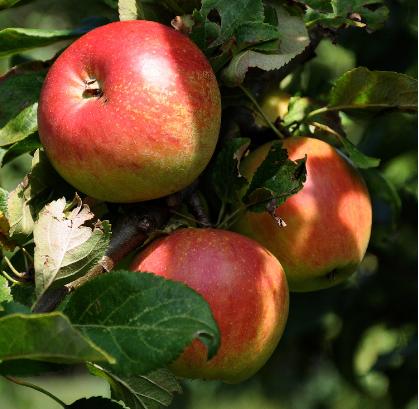 Malus-domestica-Elstar- picture-apple-sunred-coloured