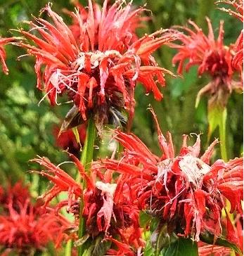 Monarda-Jacob-Clima-Bergamotplant- rode-bloemen-red-flowers