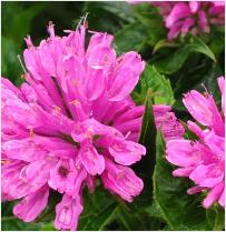 Monarda 'Pink supreme' bloemen