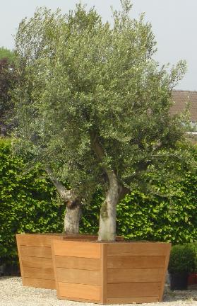 olijfboom-in-houten-plantenbak