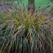 Pennisetum-alopecuroides-Moudry-vn