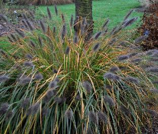 Pennisetum alopecuroides 'Moudry' vn