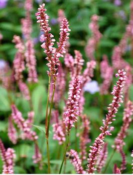 Persicaria amplexicaulis  ' Early Pink Lady' 