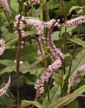 Persicaria-amplexicaulis-Rosea-adderwortel