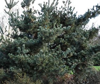 PinusparvifloraGlauca