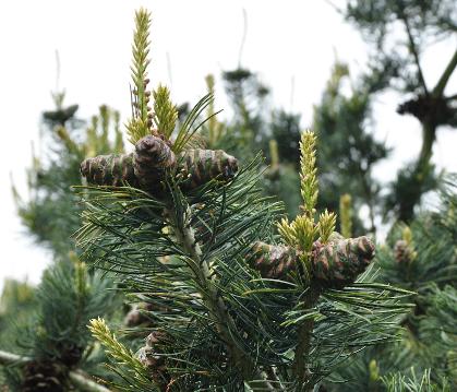 Pinusparviflorajapansewittedenlentefoto