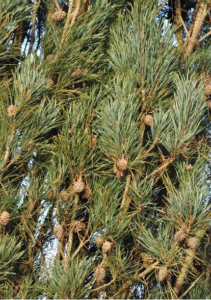 PinussylvestrisFastigiatadetailkegels