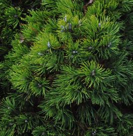 Pinus_uncinata_'Grüne_Welle' detail