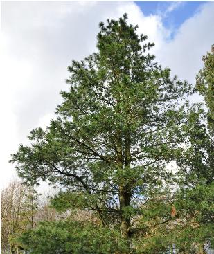 Pinuswallichiana