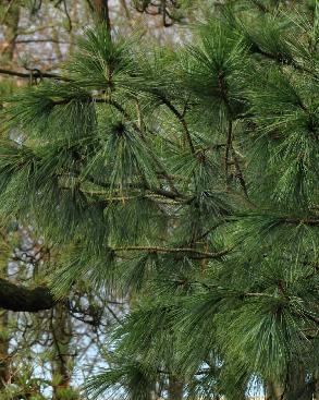 Pinuswallichianadetail