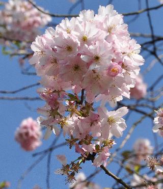Prunus-Accolade-kruising-Prunus-sargentii-x-Prunus-subhirtella-flowers