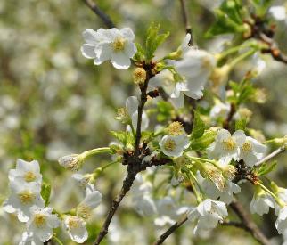 Prunus-incisa-Amanda-closeup-flowers
