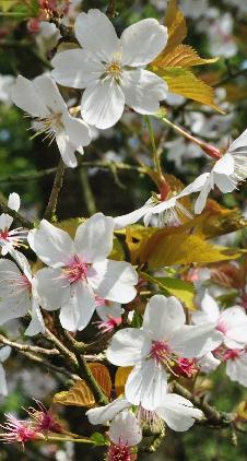 Prunus-incisa-Fastigiata-closeup-bloem