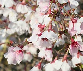 Prunus-incisa-'Kojoe-no-mai'-bloemen-closeup
