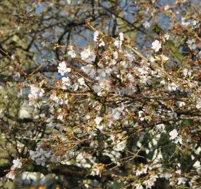 Prunus-incisa-Praecox